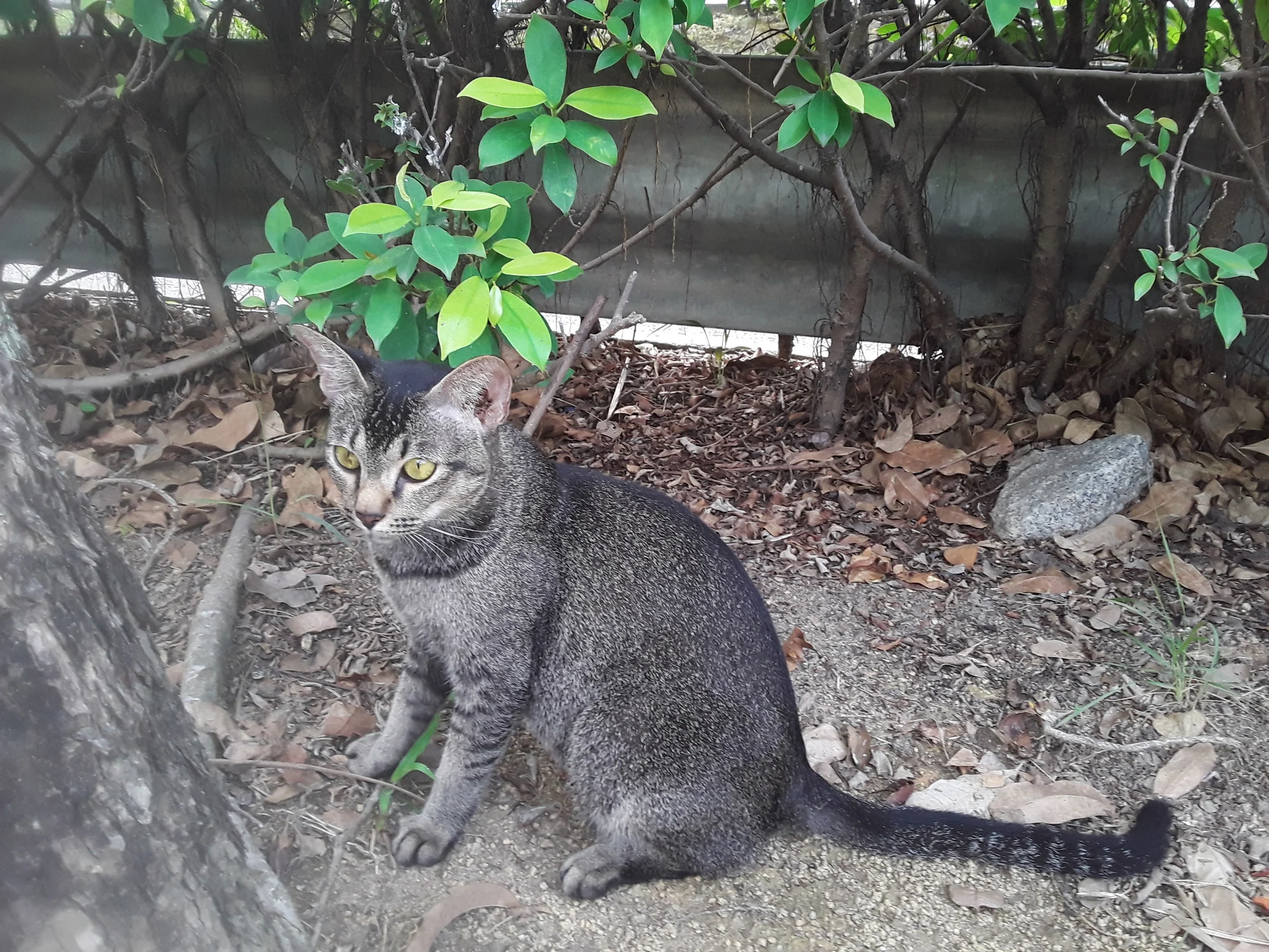 Gray tabby cat identity reference